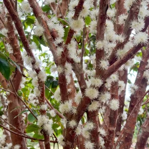 Jaboticaba Plinia Phitrantha 'Otto Andersen Branca Vinho' Live Plant 2-5 inches tall - Image 10