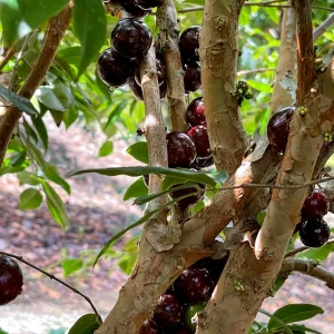Jaboticaba Plinia Phitrantha 'Otto Andersen Branca Vinho' Live Plant 2-5 inches tall - Image 2