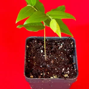 Jaboticaba Plinia Phitrantha 'Otto Andersen Branca Vinho' Live Plant 2-5 inches tall - Image 3