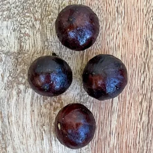 Jaboticaba Plinia Phitrantha 'Otto Andersen Branca Vinho' Live Plant 2-5 inches tall - Image 6