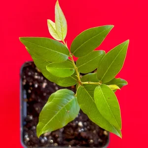 Jaboticaba Plinia Phitrantha 'Otto Andersen Branca Vinho' Live Plant 2-5 inches tall - Image 7