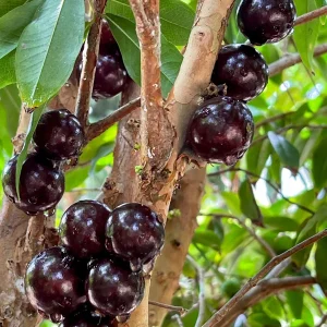 Jaboticaba Plinia Phitrantha 'Otto Andersen Branca Vinho' Live Plant 2-5 inches tall - Image 8