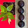 Jaboticaba Plinia Phitrantha 'Otto Andersen Branca Vinho' Live Plant 2-5 inches tall - Image 1