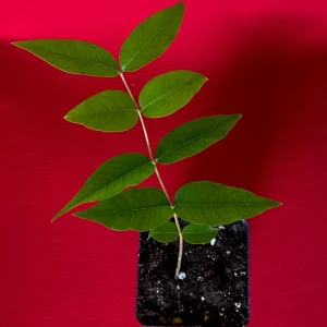 Jaboticaba Plinia Phitrantha var. ESALQ Fruit Tree Live Plant 3-6 inch Starter - Image 10