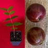 Jaboticaba Plinia Phitrantha var. ESALQ Fruit Tree Live Plant 3-6 inch Starter - Image 1