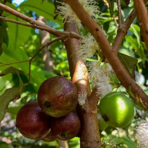 Jaboticaba Plinia Phitrantha var. ESALQ Fruit Tree Live Plant 3-6 inch Starter - Image 2