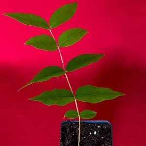 Jaboticaba Plinia Phitrantha var. ESALQ Fruit Tree Live Plant 3-6 inch Starter - Image 3