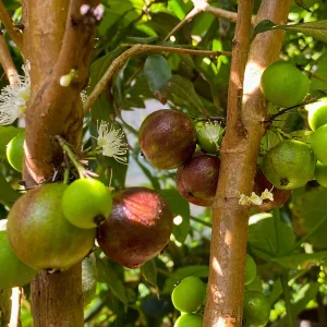 Jaboticaba Plinia Phitrantha var. ESALQ Fruit Tree Live Plant 3-6 inch Starter - Image 5