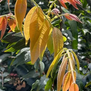 Jaboticaba Plinia Phitrantha var. ESALQ Fruit Tree Live Plant 3-6 inch Starter - Image 7