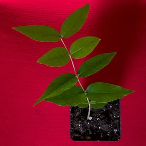 Jaboticaba Plinia Phitrantha var. ESALQ Fruit Tree Live Plant 3-6 inch Starter - Image 8