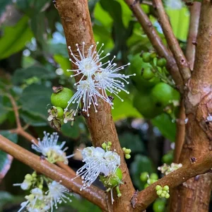 Jaboticaba Plinia Phitrantha var. ESALQ Fruit Tree Live Plant 3-6 inch Starter - Image 9