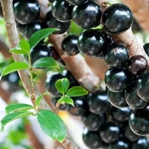 Jaboticaba Tree Live Plant – 10-12” Tall – Well-Rooted – Outdoor Growing - Image 5
