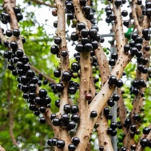 Jaboticaba Tree Live Plant - Outdoor Fruit Tree - 10 to 12 Inch Tall - Image 5