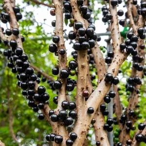 Jaboticaba Tree Live Plant - Outdoor Fruit Tree - 10 to 12 Inch Tall - Image 7