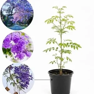 Jacaranda Live Plant, Purple Flowering Ornamental Tree, 6-9 Inches Tall - Image 3
