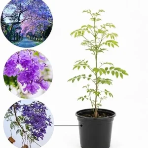 Jacaranda Live Plant, Purple Flowering Ornamental Tree, 6-9 Inches Tall - Image 5
