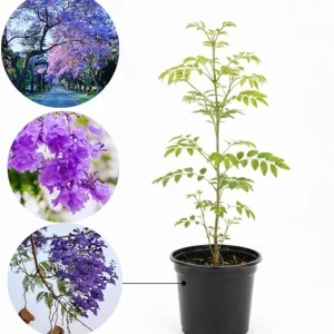 Jacaranda Live Plant, Purple Flowering Ornamental Tree, 6-9 Inches Tall - Image 6