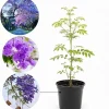 Jacaranda Live Plant, Purple Flowering Ornamental Tree, 6-9 Inches Tall - Image 1
