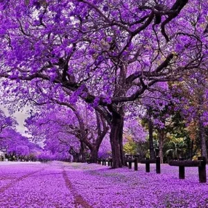 Jacaranda Live Tree Plant, Purple Blue Flowers, 6-10 Inches Tall, Outdoor - Image 3