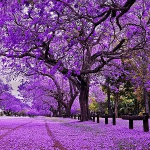 Jacaranda Live Tree Plant, Purple Blue Flowers, 6-10 Inches Tall, Outdoor - Image 6