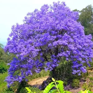 Jacaranda Mimosifolia Tree Live Plant - Purple Blue, 7-11 Inch Tall Seedling - Image 4