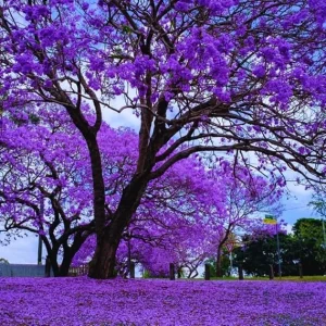 Jacaranda Tree Live Plant - Mimosifolia Purple Flowering Tree 6-10 in Tall - Image 4