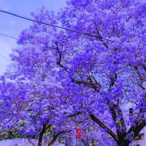 Jacaranda Tree Live Plant - Purple Blue Blooms, 6-12 in Tall, 4