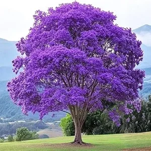 Jacaranda Tree Live Plant - Purple Blue Flowering, 6-10