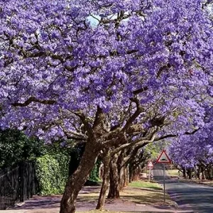 Jacaranda Tree Live Plant, Purple Perennial, 8 to 10 Inch, Outdoor - Image 6