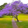 Jacaranda Tree Live Plant Seedling - 8-10 Inch Tall - Outdoor Planting - Image 1