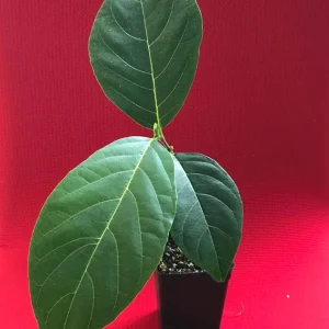 Jackfruit Artocarpus Heterophyllus Seedling Tree - Live Plant 8-13