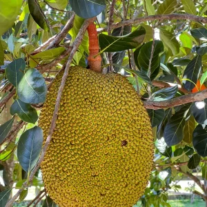 Jackfruit Artocarpus Heterophyllus Seedling Tree - Live Plant 8-13