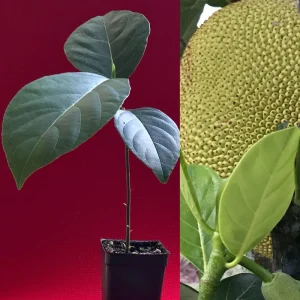Jackfruit Artocarpus Heterophyllus Seedling Tree - Live Plant 8-13