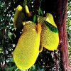 Jackfruit Tree Live Plant – 1 Year Old, 8-14" Tall Tropical Fruit Tree for Outdoor Planting - Image 1