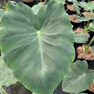 Jacks Giant Colocasia Plant – Live Elephant Ear Taro Plant – 5-9