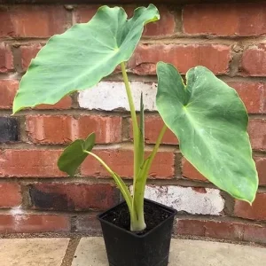 Jacks Giant Colocasia Plant – Live Elephant Ear Taro Plant – 5-9