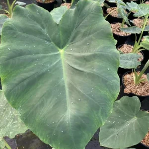 Jacks Giant Colocasia Plant – Live Elephant Ear Taro Plant – 5-9