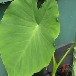 Jacks Giant Colocasia Plant – Live Elephant Ear Taro Plant – 5-9