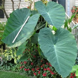 Jacks Giant Colocasia Plant – Live Elephant Ear Taro Plant – 5-9