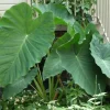 Jacks Giant Colocasia Plant – Live Elephant Ear Taro Plant – 5-9" Tall – Easy to Grow - Image 1