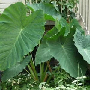 Jacks Giant Colocasia Plant – Live Elephant Ear Taro Plant – 5-9