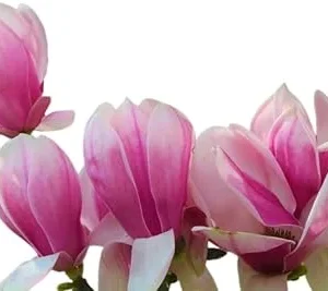 Jane Magnolia Tree Live Plant 3 Ft Tall - Purple Flowering Tulip Lily Magnolia - Image 3