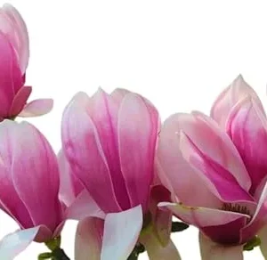 Jane Magnolia Tree Live Plant 3 Ft Tall - Purple Flowering Tulip Lily Magnolia - Image 4