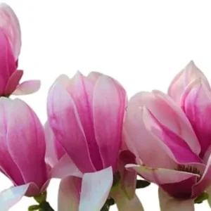 Jane Magnolia Tree Live Plant 3 Ft Tall - Purple Flowering Tulip Lily Magnolia - Image 7