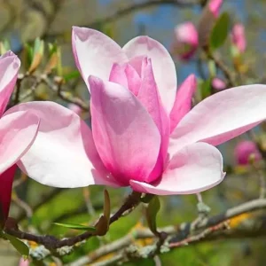 Jane Magnolia Tree Live Plant 6-12 Inches Tall, 2.5 Inch Pot, Pink Fragrant Flowers - Image 2