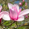Jane Magnolia Tree Live Plant 6-12 Inches Tall, 2.5 Inch Pot, Pink Fragrant Flowers - Image 1