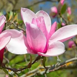 Jane Magnolia Tree Live Plant 6-12 Inches Tall, 2.5 Inch Pot, Pink Fragrant Flowers - Image 1