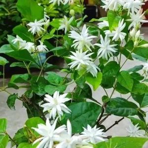 Jasmine Belle of India Live Plant – Sambac Double White Flowering Shrub – Set of 2 Starter Plants 5-8 Inch Tall - Image 10