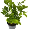 Jasmine Belle of India Live Plant – Sambac Double White Flowering Shrub – Set of 2 Starter Plants 5-8 Inch Tall - Image 1