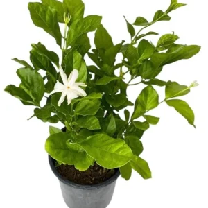 Jasmine Belle of India Live Plant – Sambac Double White Flowering Shrub – Set of 2 Starter Plants 5-8 Inch Tall - Image 1